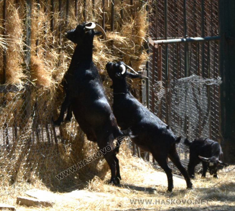 С кубчета леден таратор глезят тревопасните животни в жегите