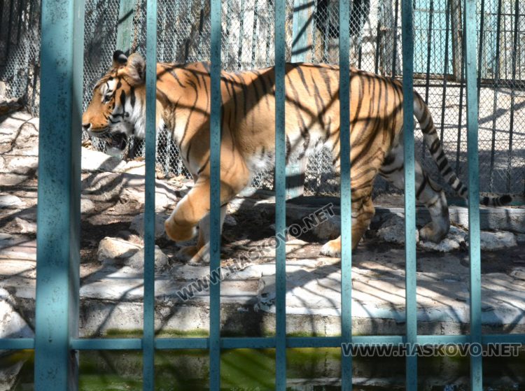 С кубчета леден таратор глезят тревопасните животни в жегите