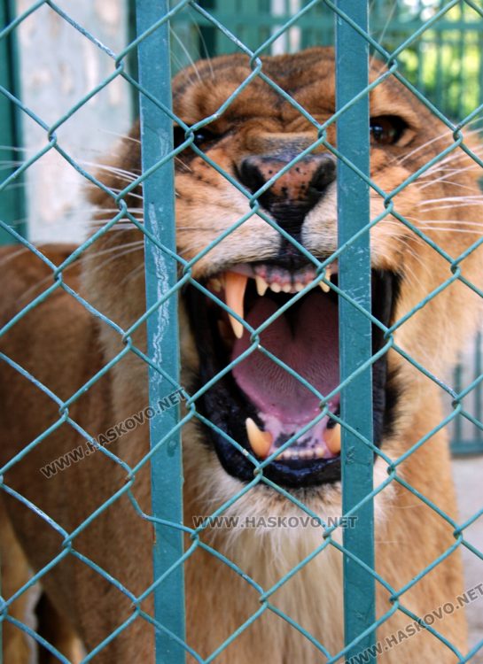 С кубчета леден таратор глезят тревопасните животни в жегите