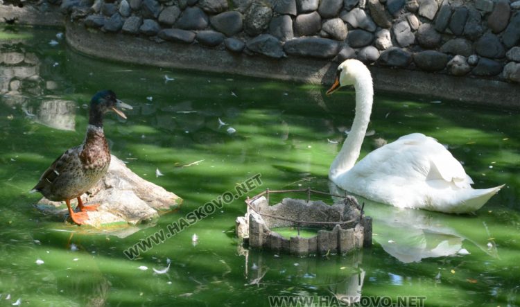 С кубчета леден таратор глезят тревопасните животни в жегите