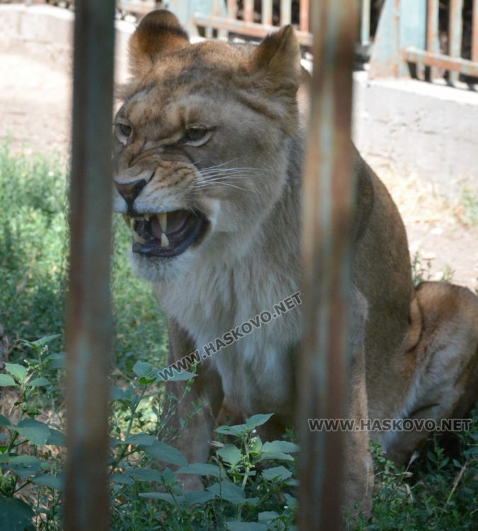 С кубчета леден таратор глезят тревопасните животни в жегите