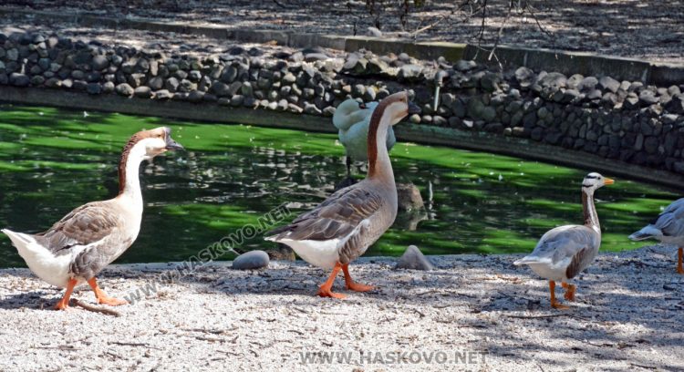 С кубчета леден таратор глезят тревопасните животни в жегите