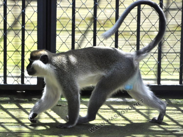 С кубчета леден таратор глезят тревопасните животни в жегите