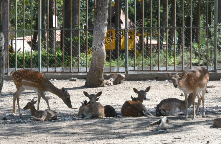 С кубчета леден таратор глезят тревопасните животни в жегите