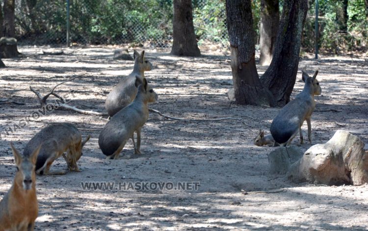 С кубчета леден таратор глезят тревопасните животни в жегите