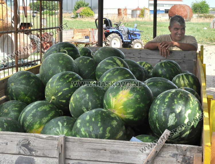 Дините в Любимец – 40 ст, на пазара в Хасково по левче за килограм