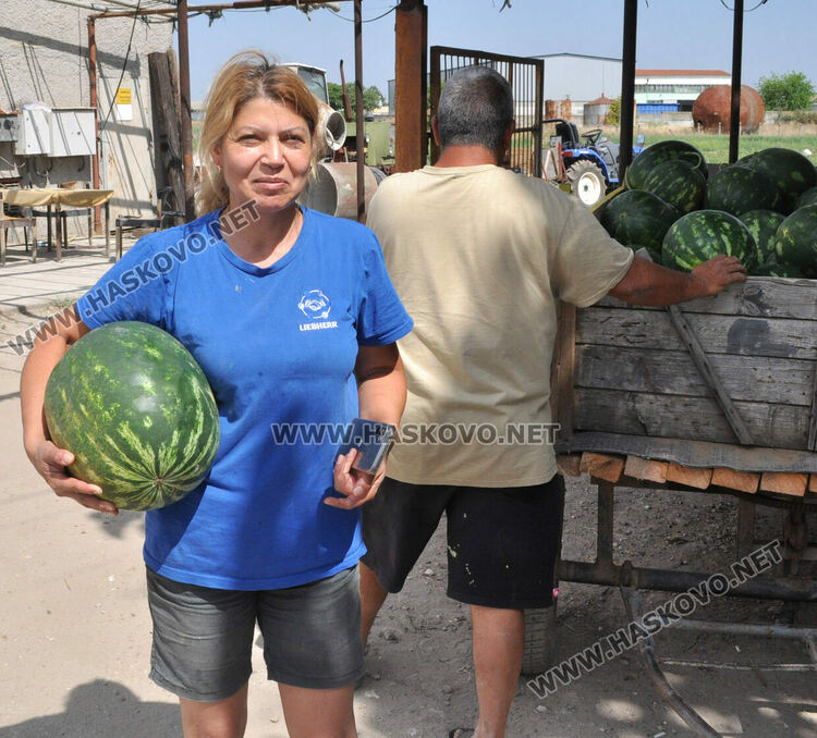 Дините в Любимец – 40 ст, на пазара в Хасково по левче за килограм