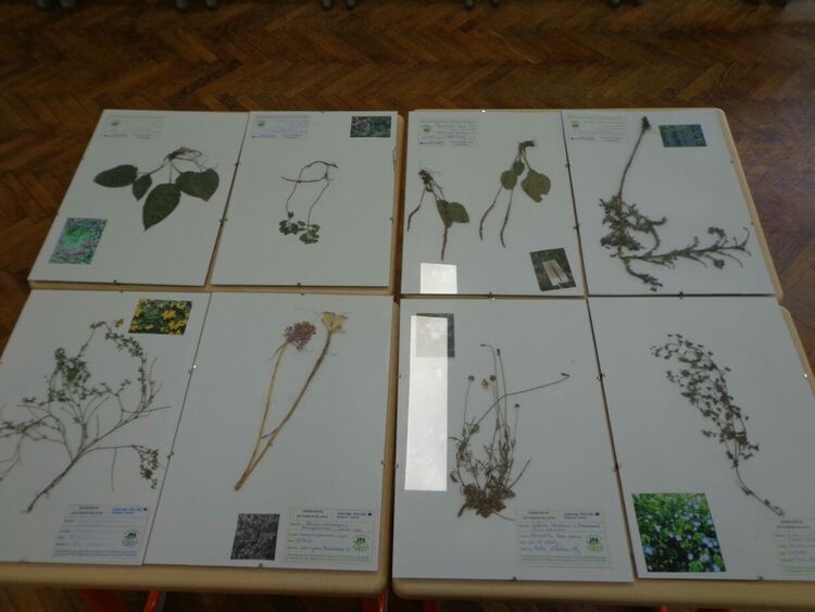 За забавно лято с изработка на хербарий призовават от Общината