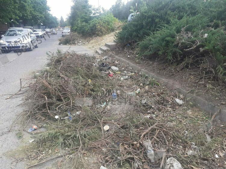 Изрязаха храстите в локално на бул.”Христо Ботев”,повече от седмица пречат на паркирането