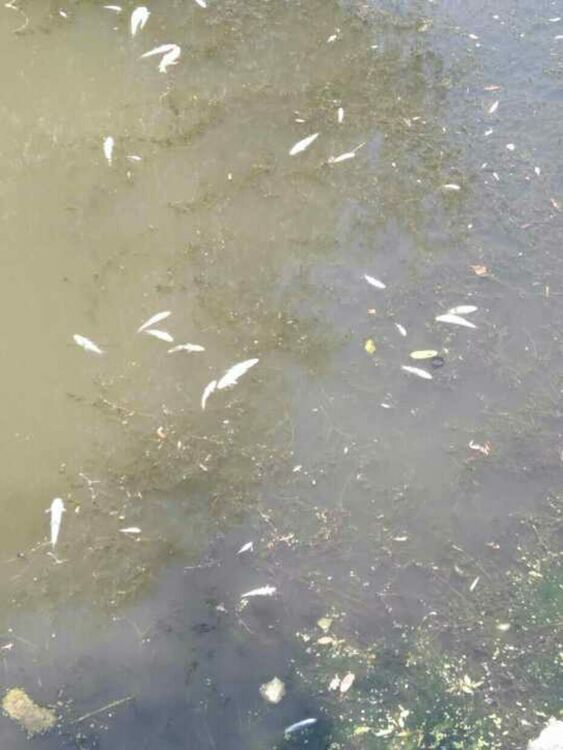 Река Мечка пресъхва, алармират първомайци