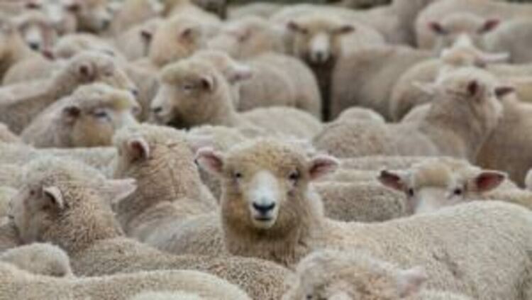 Ветеринарни екипи извършват масови проверки в Тесалия за ограничаване на разпространението на чумата по овцете и козите в Гърция