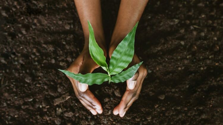 Учени създадоха „умна“ почва за по-добро развитие на растенията