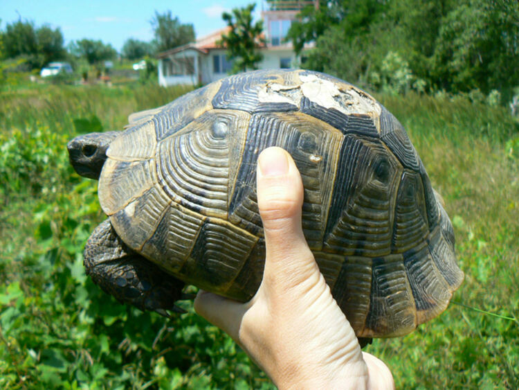 Освободиха 8 костенурки, държани в клетка в Узунджово