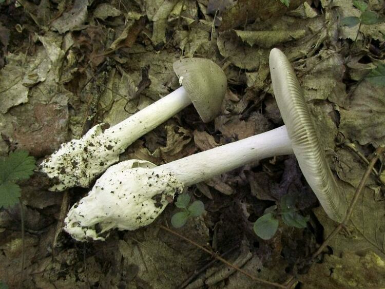 Учени откриха непозната за науката гъба в софийски парк