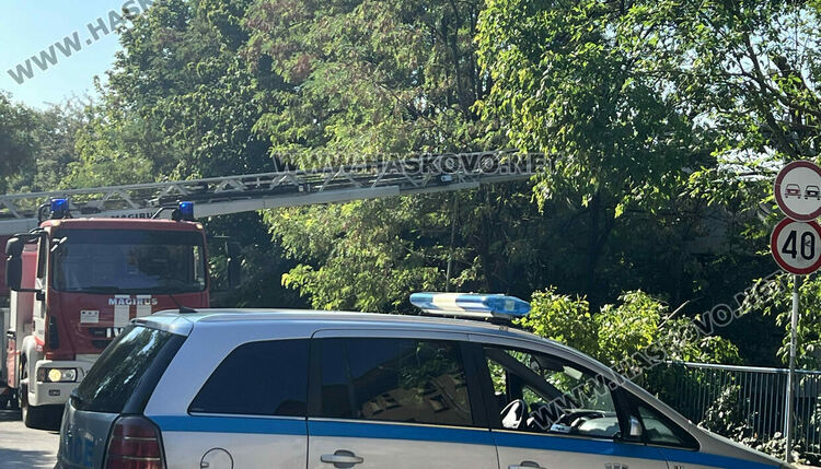 Затвориха улица "Стара планина" заради рязане на клони