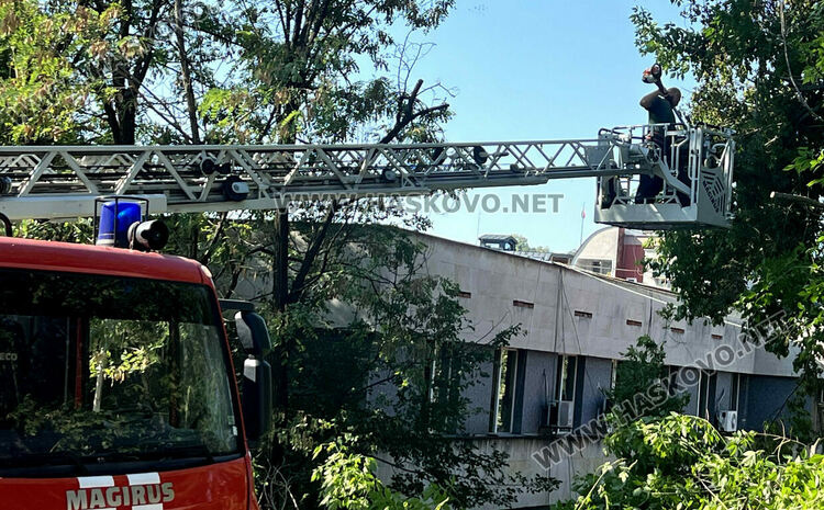 Затвориха улица "Стара планина" заради рязане на клони