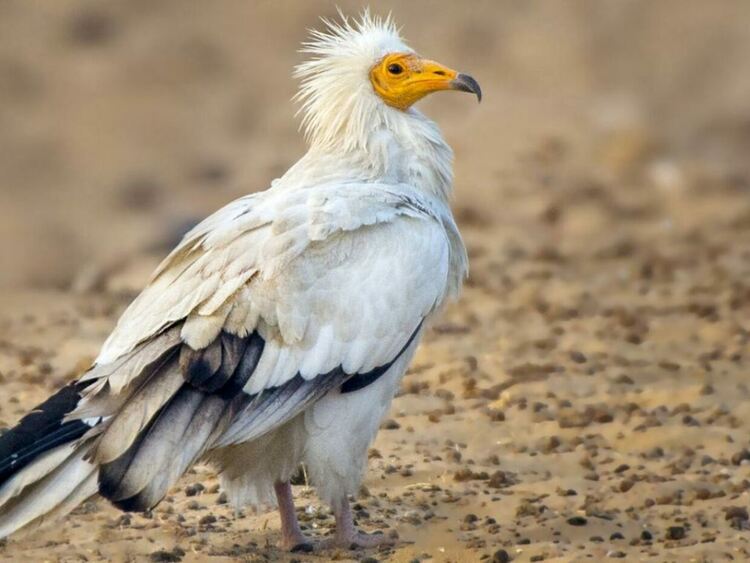 Емблематичният египетски лешояд се завръща от ръба на изчезването