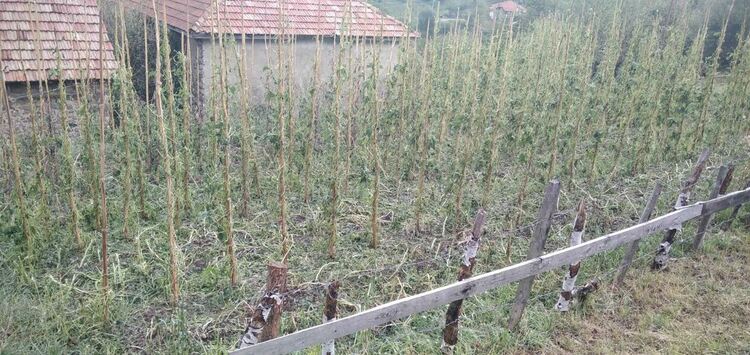 Градушка колкото орех унищожи 90% от посевите в Горна Арда