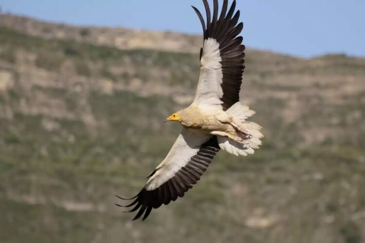 Емблематичният египетски лешояд се завръща от ръба на изчезването