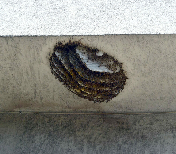 Огромно гнездо на пчели се появи в центъра на Хасково