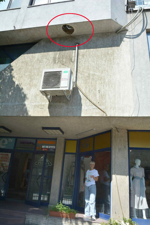 Огромно гнездо на пчели се появи в центъра на Хасково