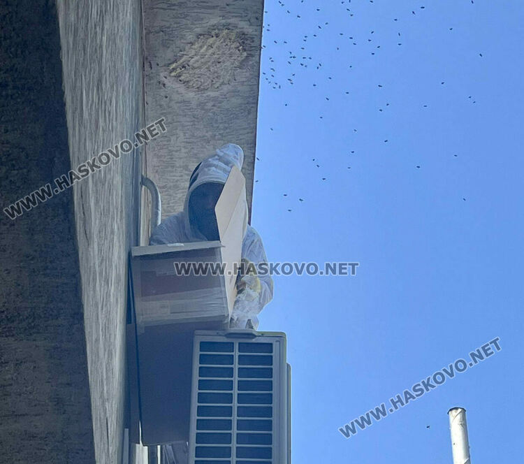 Спасиха пчелите, изградили гнездо в центъра на Хасково