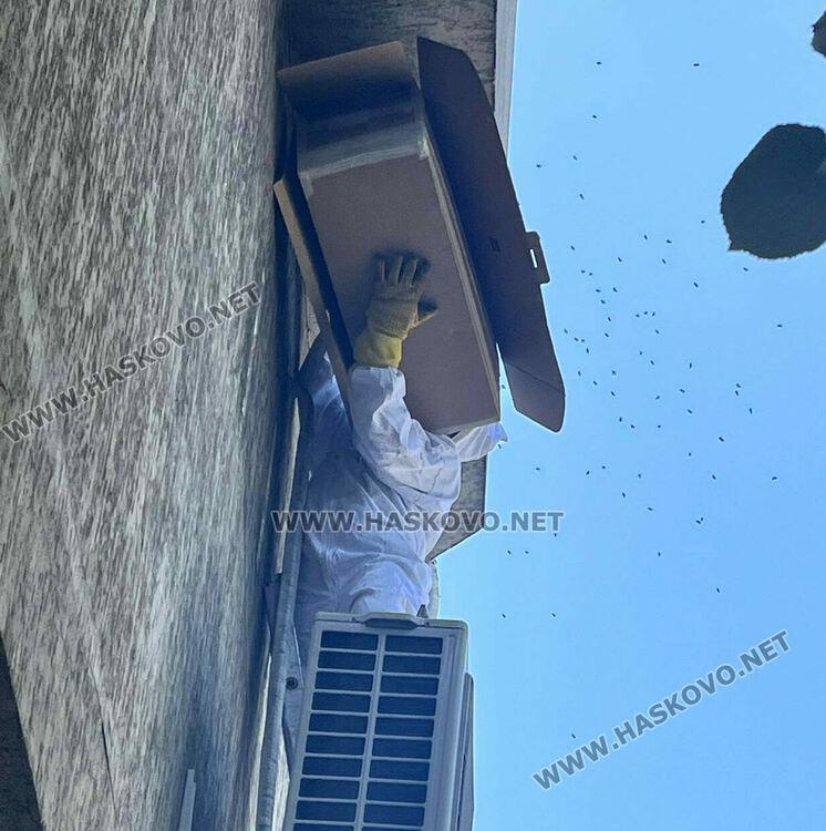 Спасиха пчелите, изградили гнездо в центъра на Хасково