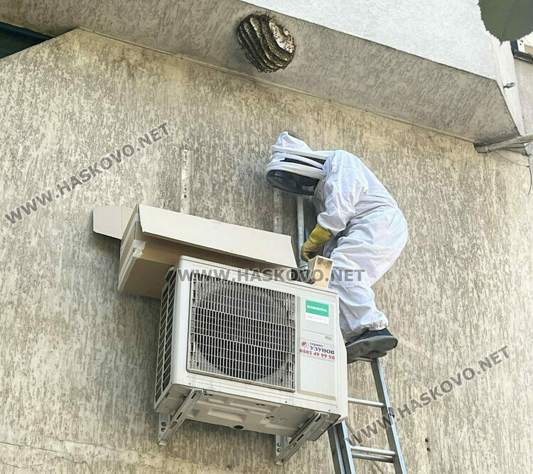 Спасиха пчелите, изградили гнездо в центъра на Хасково