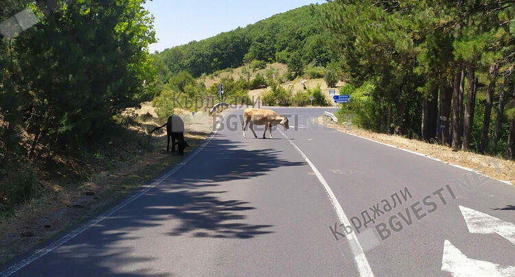 59-годишен се опита да отрови кравите на съселянин,арестуват го