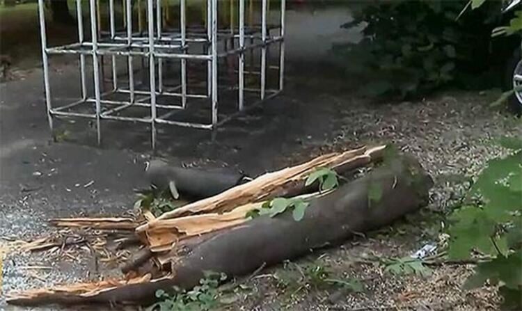 Клон се стовари върху баща и детето му в Градската градина на Кърджали