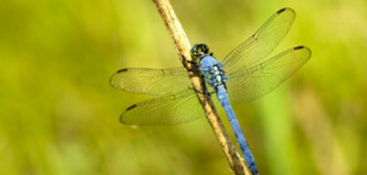 Уникално: Заснеха огромен рояк водни кончета над Роуд Айлънд