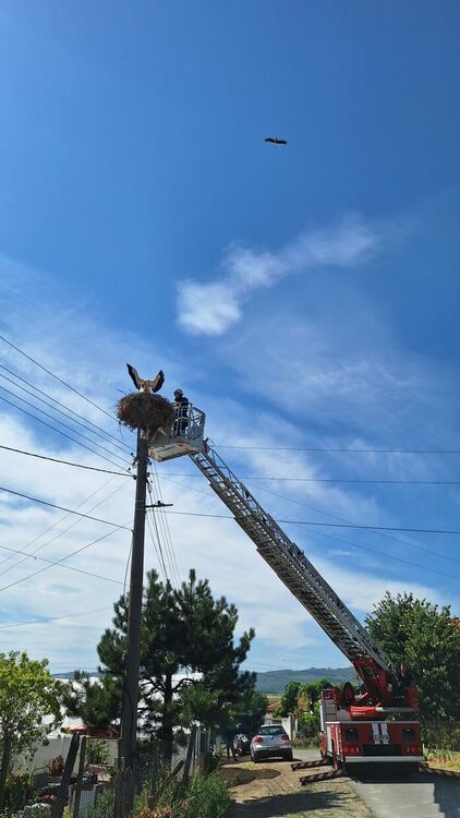 34 сигнала за бедстващи щъркели постъпиха в РИОСВ за месец