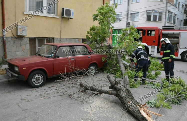 Силният вятър събори дърво върху кола в Хасково
