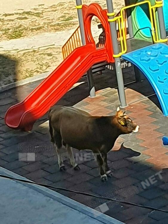 Крава нахлу на детска площадка във „Възрожденци”,децата избягаха