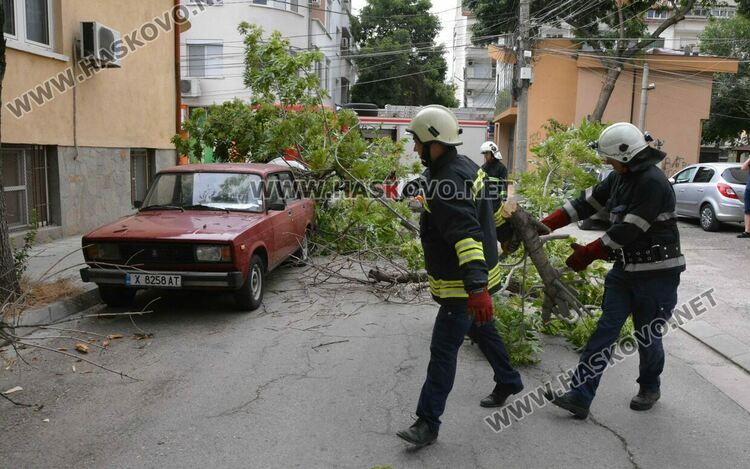 Силният вятър събори дърво върху кола в Хасково