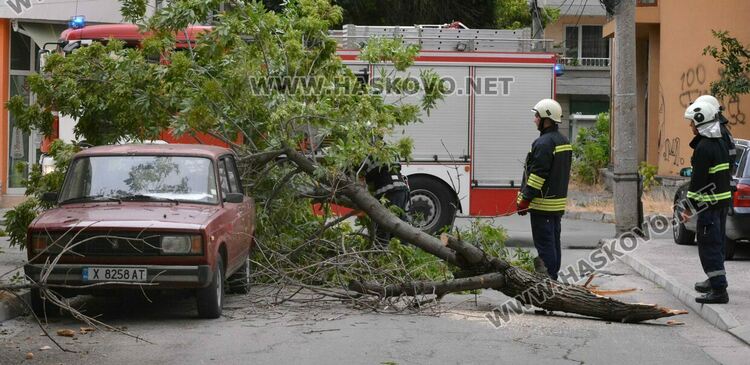 Силният вятър събори дърво върху кола в Хасково