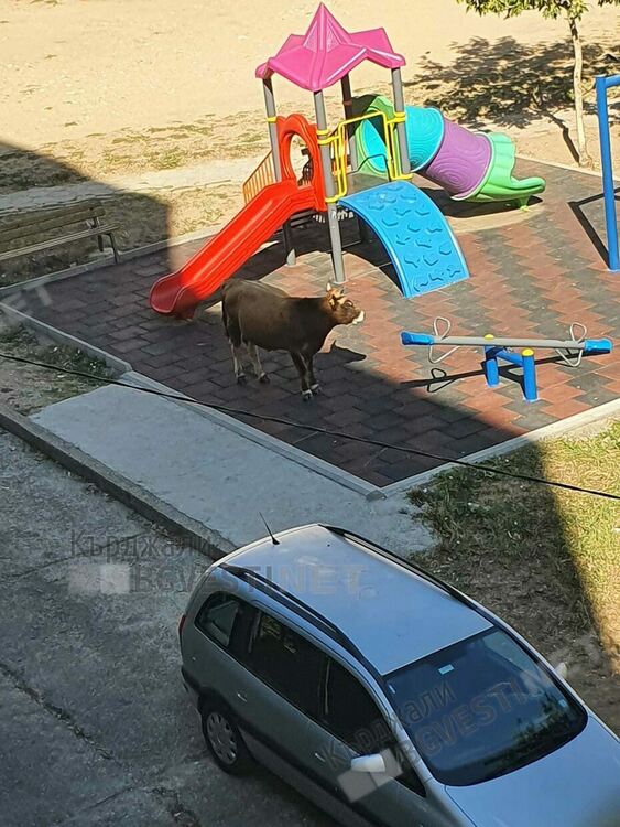 Крава нахлу на детска площадка във „Възрожденци”,децата избягаха