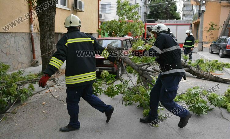 Силният вятър събори дърво върху кола в Хасково