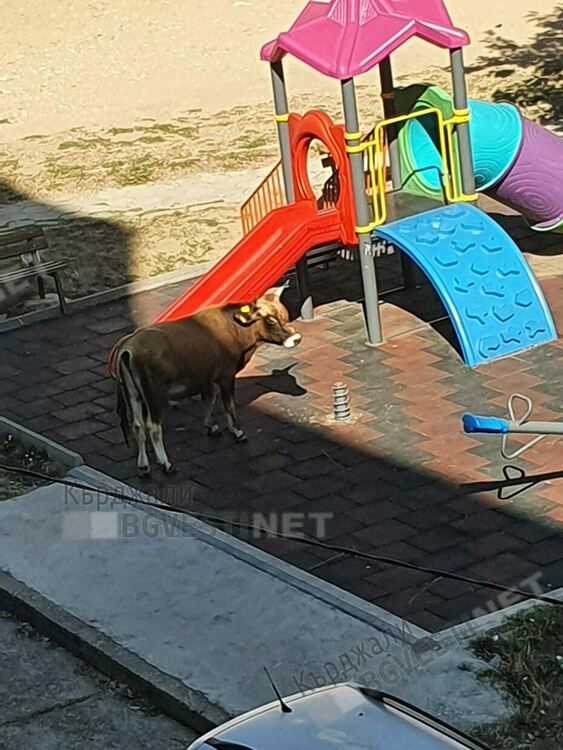Крава нахлу на детска площадка във „Възрожденци”,децата избягаха