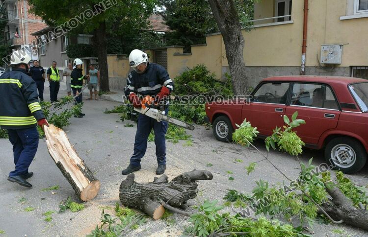 Силният вятър събори дърво върху кола в Хасково