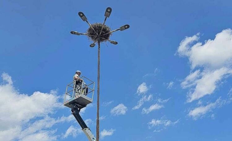 В Старцево спасиха две щъркелчета, паднали от гнездото