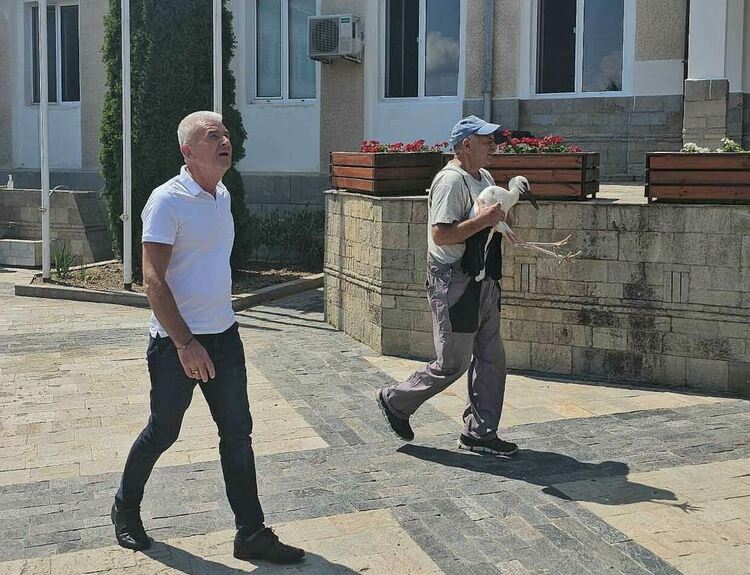 В Старцево спасиха две щъркелчета, паднали от гнездото