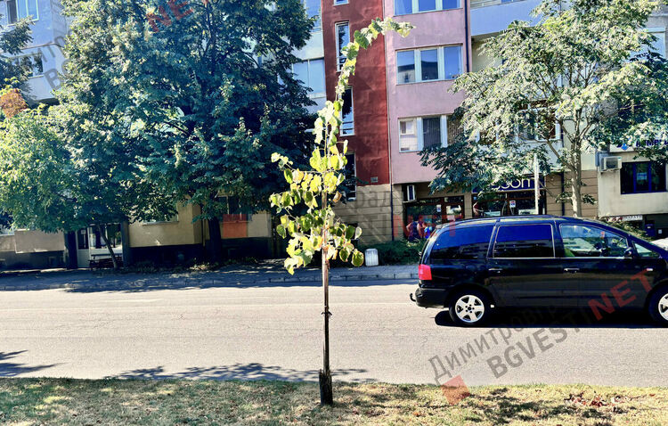 Търсят се добри осиновители в Димитровград за две млади фиданки