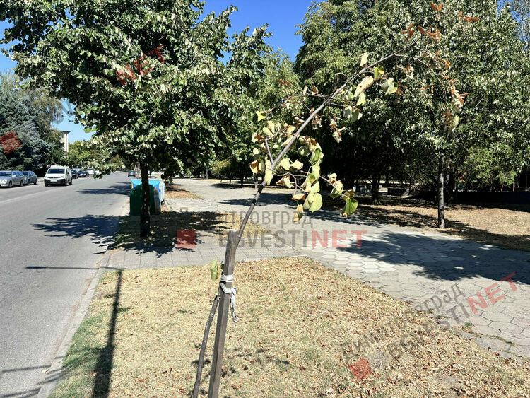 Търсят се добри осиновители в Димитровград за две млади фиданки