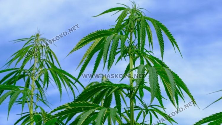 Младеж от Хасково отглеждал коноп за лична употреба