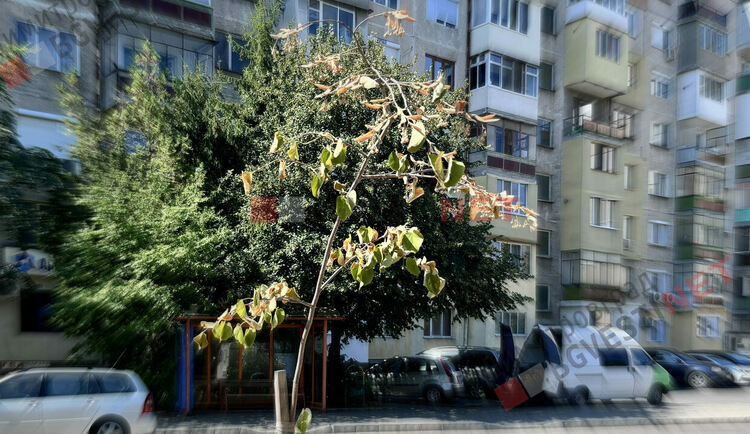 Търсят се добри осиновители в Димитровград за две млади фиданки