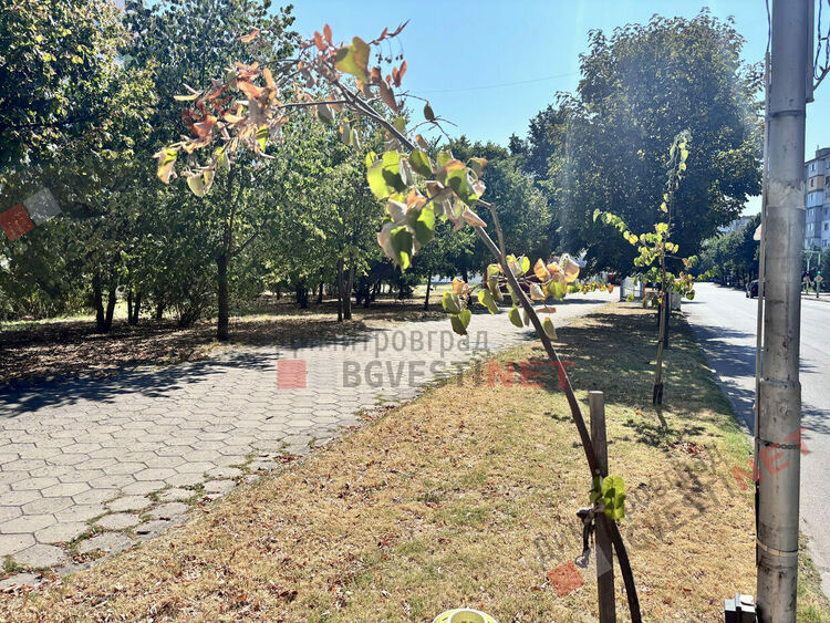 Търсят се добри осиновители в Димитровград за две млади фиданки