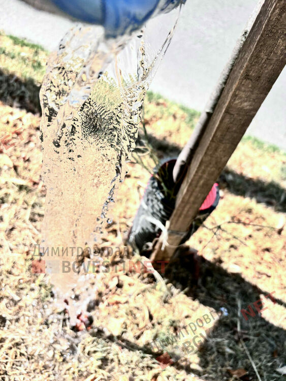 Търсят се добри осиновители в Димитровград за две млади фиданки