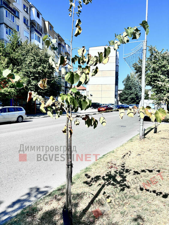 Търсят се добри осиновители в Димитровград за две млади фиданки