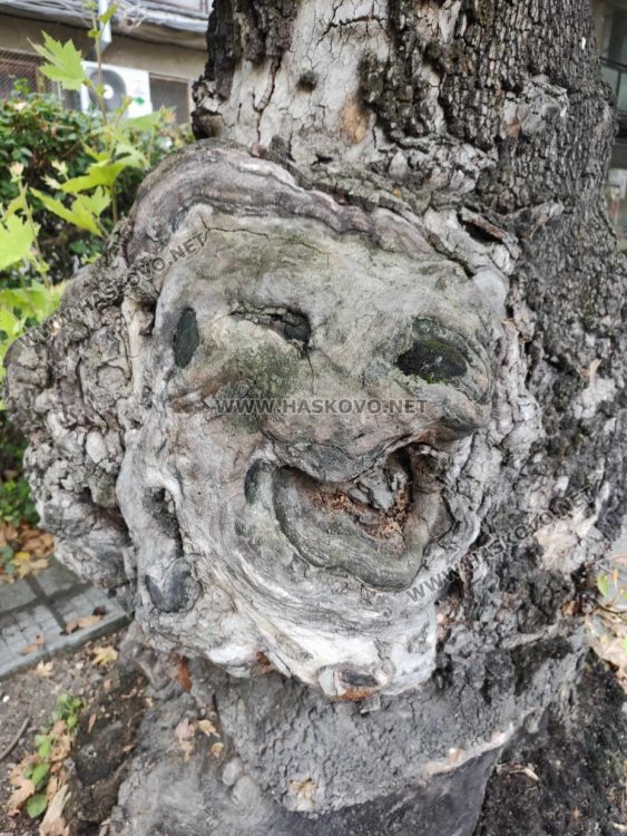 Хасковлии видяха човешки и животински образи в дърво